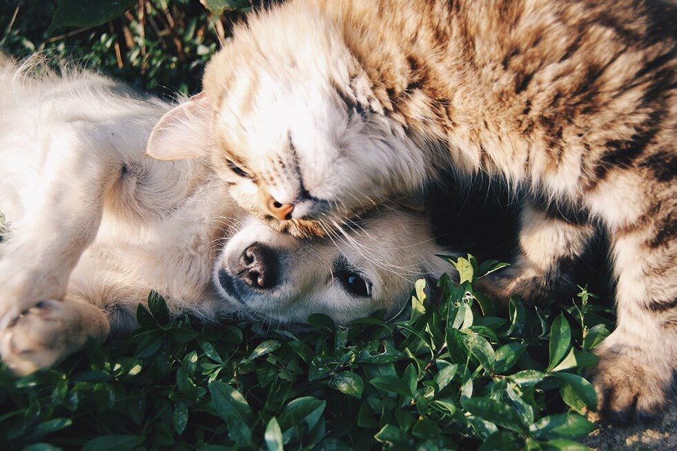 Hund und Katze kuscheln