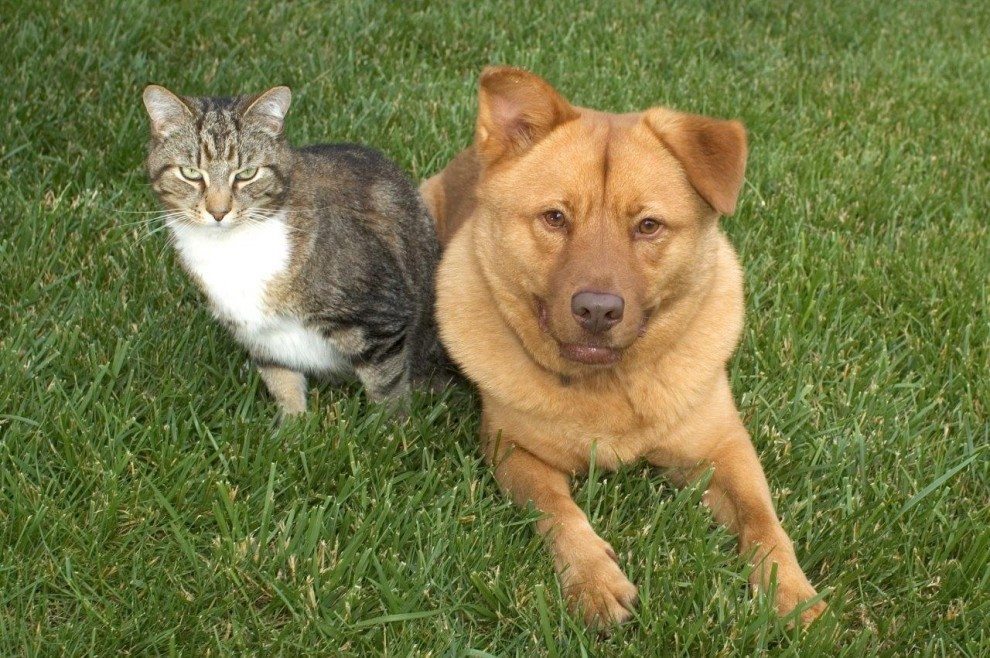 Ein Haus Für Mensch Hund Katze Und Maus Stetige