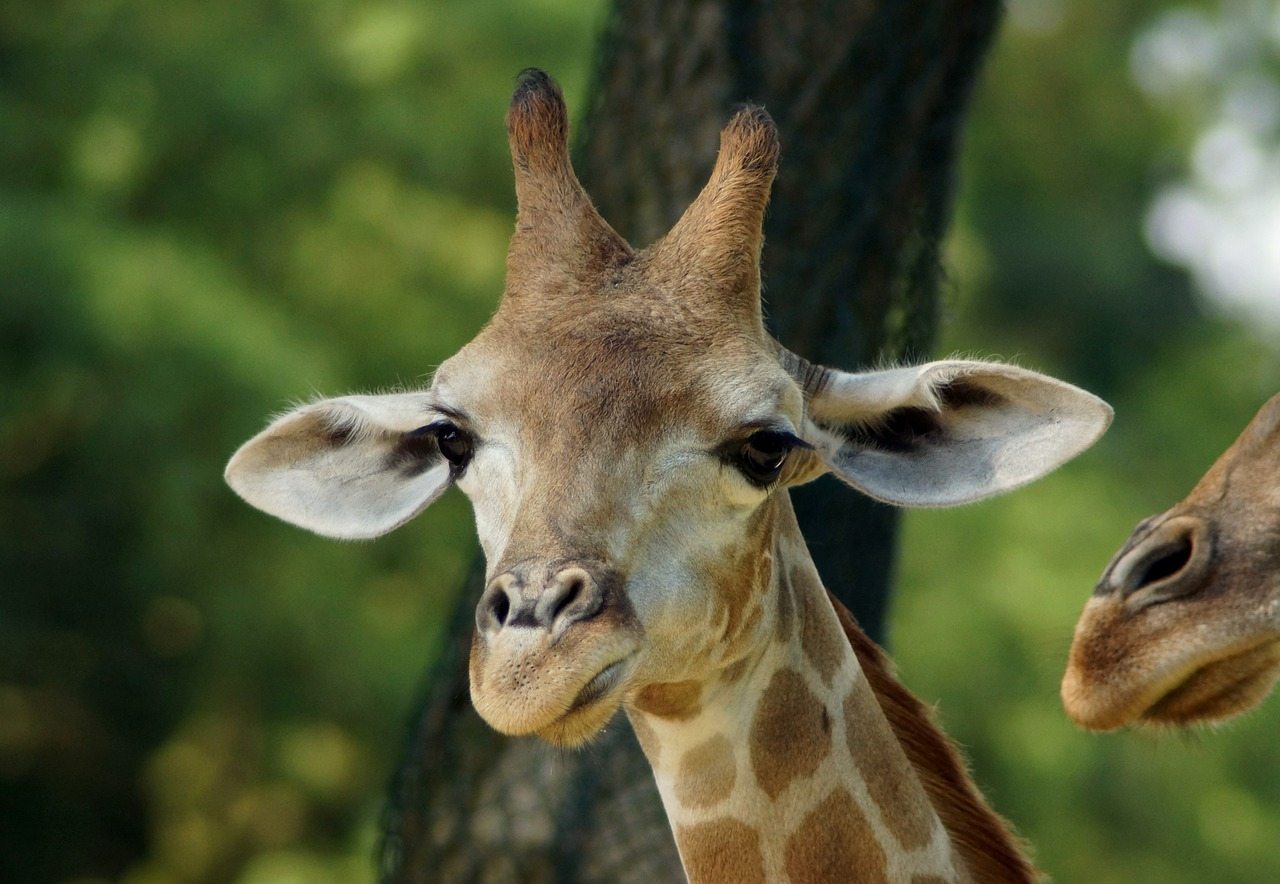 Giraffenbabys Im Zoo Nein Danke Warum Tiere In Die Freiheit Gehoren