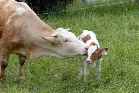 5 Gründe, warum Milch trinken Kühen und Kälbchen wehtut