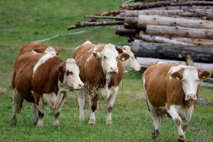 5 Gründe, warum Milch trinken Kühen und Kälbchen wehtut