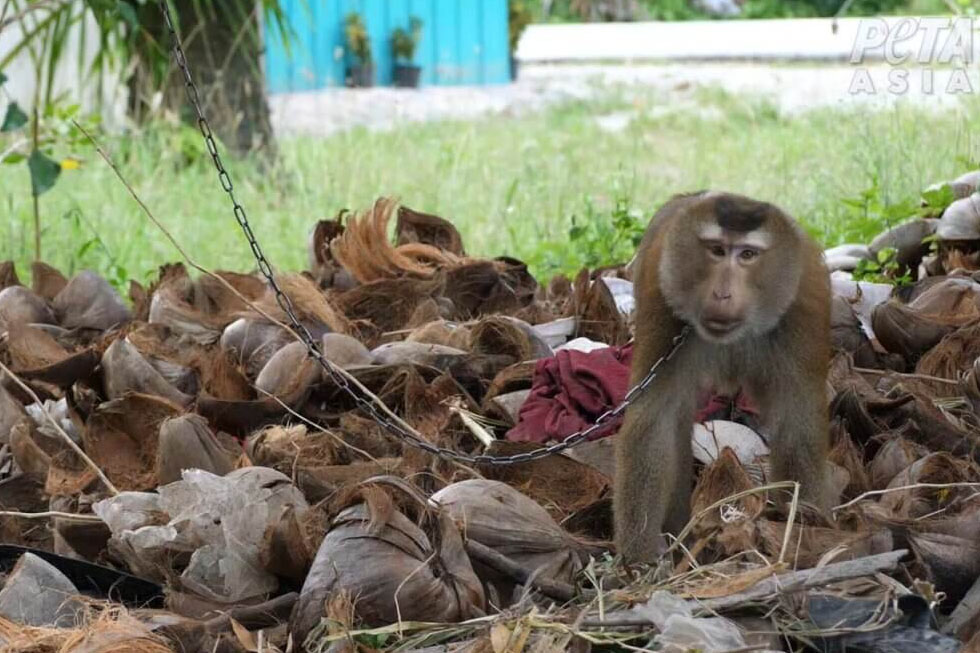 Ein Affe ist an einer Kette angebunden und steht inmitten von Kokosnuessen.