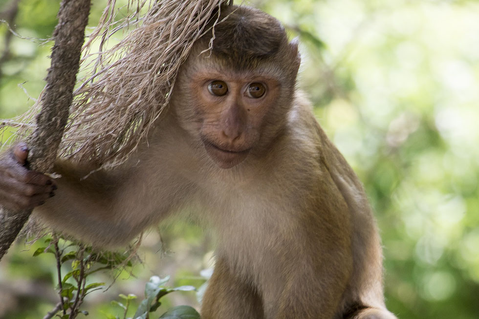Ein Affe haelt sich an einem Baumstamm fest.