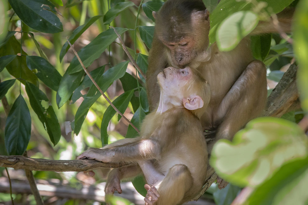 Zwei Affen sitzen auf einem Baum, einer kuesst die Stirn des anderen.