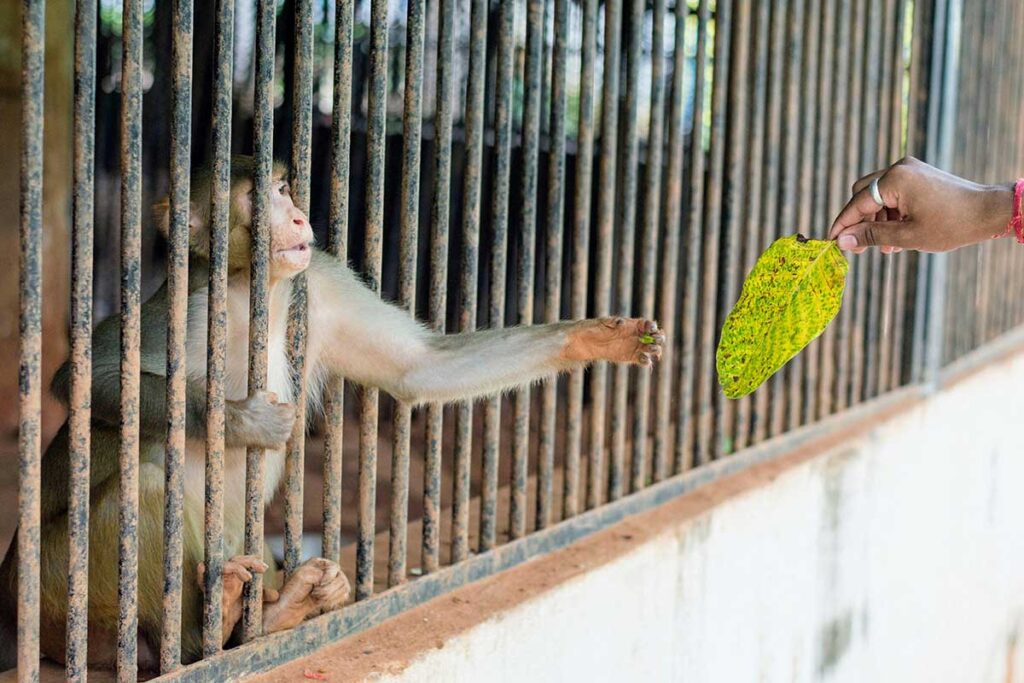 Ein Affe befindet sich in einem trostlosen Käfig und streckt seine Hand nach einem Blatt aus, welches sich in der Hand eines Menschen befindet.