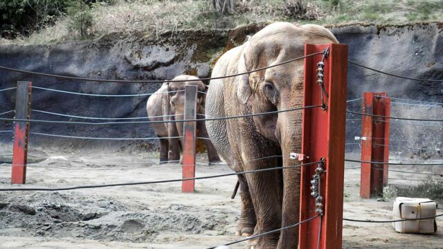 Zwei separierte Elefanten befinden sich in einem eng abgezäunten Gehege.