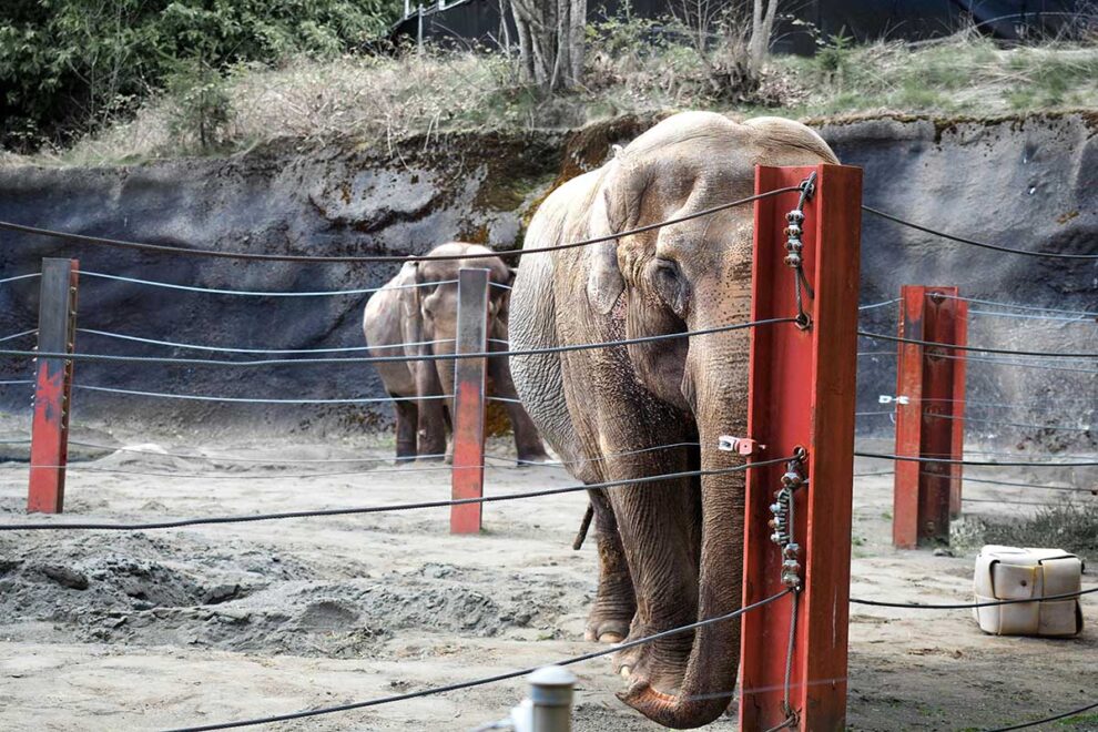 Zwei separierte Elefanten befinden sich in einem eng abgezäunten Gehege.