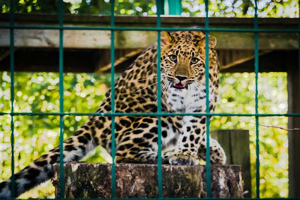 Ein eingesperrter, gestresster Leopard in einem Gehege.