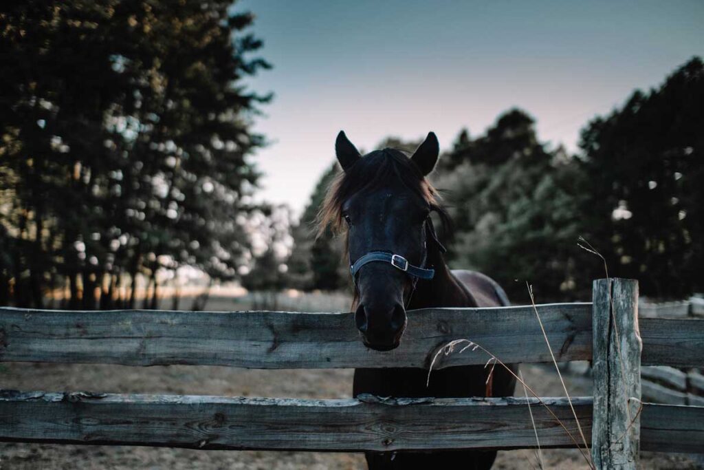 Ein schwarzes Pferd steht vor einem Zaun auf einer Wiese und schaut in die Kamera