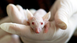 Eine weisse Maus mit roten Augen wird in der Hand gehalten.