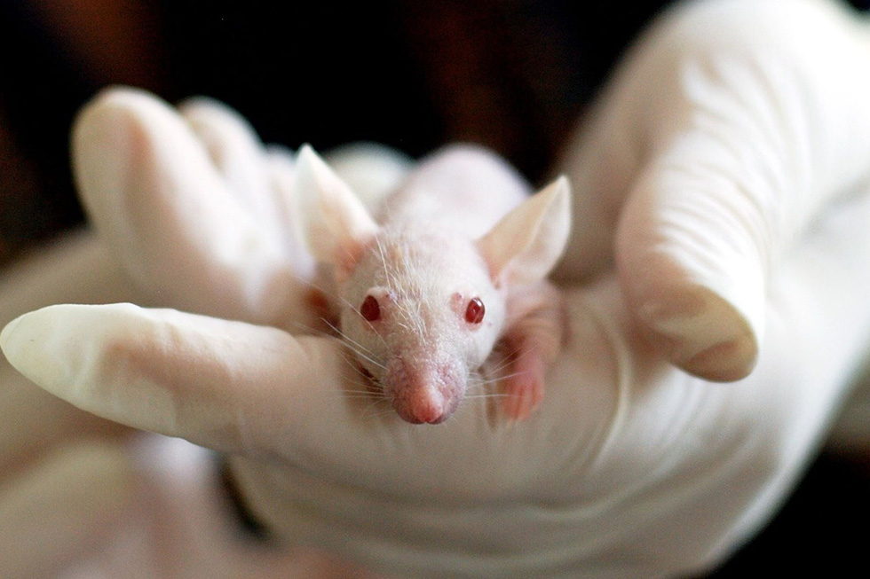 Eine weisse Maus mit roten Augen wird in der Hand gehalten.